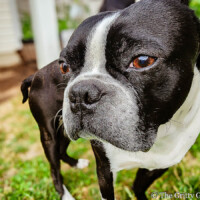 Captivated by the world around him, Duncan, a Boston Terrier, enjoys a sunny moment outdoors. A close-up portrait of Duncan, a black and white Boston Terrier standing outdoors on a sunny day, looking intently with its warm brown eyes.