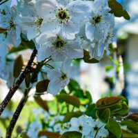 Spring's delicate embrace: a cluster of pristine white pear blossoms graces a tree branch, their dark centers a striking contrast against the serene blue sky, heralding the season of renewal. A close-up vertical shot of white pear blossoms with dark centers clustered on a tree branch, set against a bright blue sky and blurred green foliage.