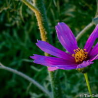 A beautiful cosmos in full bloom, showcasing its striking purple petals and sunny yellow center amidst a lush green garden. A vibrant purple cosmos flower with a bright yellow center stands prominently against a soft, blurred green background of foliage and stems.