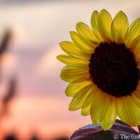 The golden glow of a sunflower at golden hour, a timeless embrace of light and nature's beauty. A vibrant yellow sunflower with a dark center is bathed in warm, soft sunlight, with a blurred, reddish-orange sunset sky in the background.