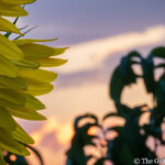Chasing the last rays of sunshine, a vibrant sunflower stands tall amidst a beautiful sunset. Partial view of a vibrant yellow sunflower on the left, set against a colorful sunset sky with silhouetted foliage and distant clouds on the right.