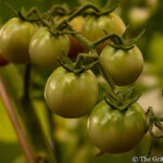 Nature's promise: Unripe green tomatoes flourishing on the vine, patiently awaiting their sun-kissed transformation. A close-up of a cluster of unripe green tomatoes hanging on a vibrant green vine with blurred foliage in the background.
