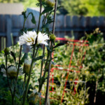 A beautiful white dahlia blooming brightly in a summer garden, showcasing its delicate petals and vibrant green leaves against a soft, natural backdrop. A close-up shot of a white dahlia flower with lush green foliage, supported by a garden stake. In the blurred background, a wooden fence and more greenery are visible.