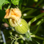 The promise of harvest: a young pumpkin fruit emerges from its fading blossom on the vine. A close-up shot of a vibrant yellow-orange pumpkin flower transitioning into a young, bright green pumpkin fruit, still attached to the vine in a garden setting.
