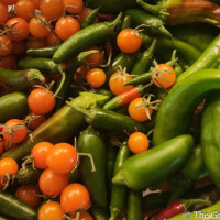 A colorful and fresh harvest featuring a mix of vibrant green peppers and sweet orange cherry tomatoes, ready for culinary delights! A close-up view of a bountiful harvest, featuring numerous bright green chili peppers, likely jalapeños, alongside a scattering of ripe, orange cherry tomatoes in a transparent bowl or container.