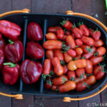 A black and orange harvest basket filled with freshly picked red bell peppers and roma tomatoes, resting on a brick patio with lush greenery in the background. A bountiful harvest of red bell peppers and roma tomatoes collected in a garden basket.